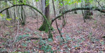Bois de Pourras 4